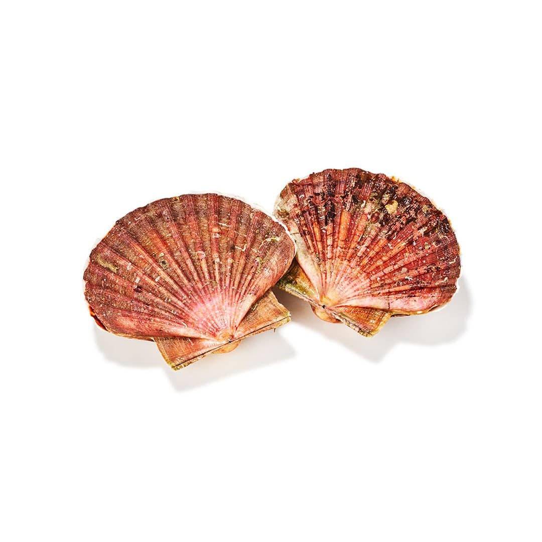ANDU Jakobsmuscheln 1/2 Schale 20/40 Peru - 1kg