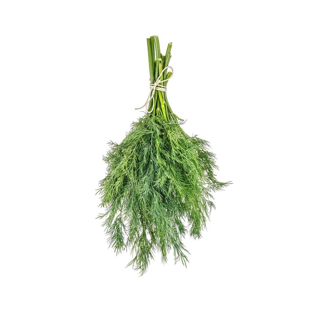 Dill / Eneldo