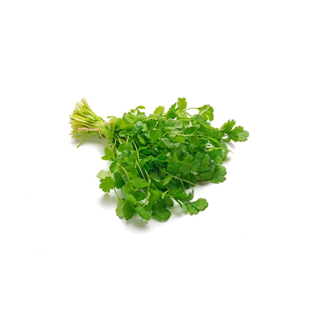 Koriander / Cilantro 20 Bund