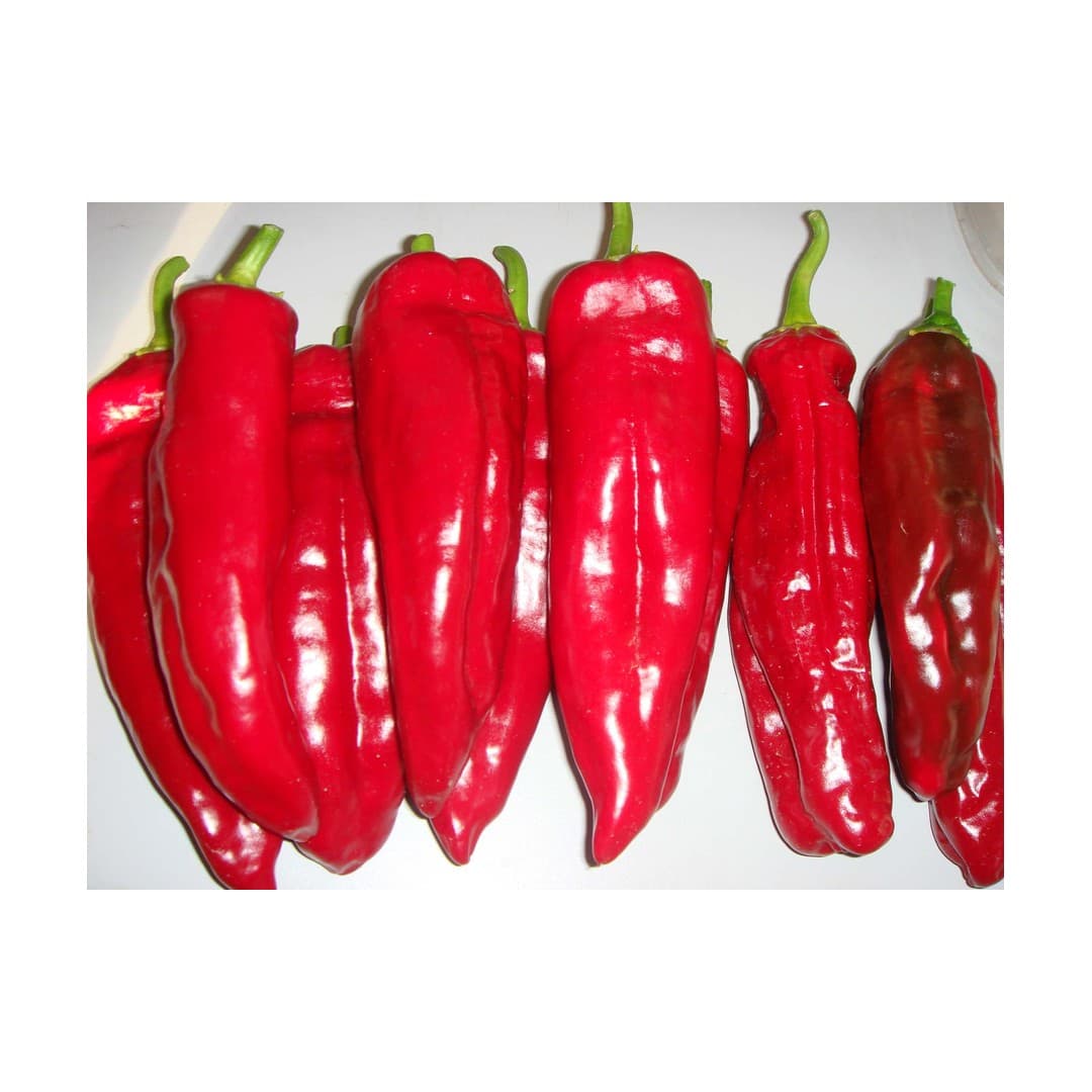 Korno Kapya Paprika - 4kg